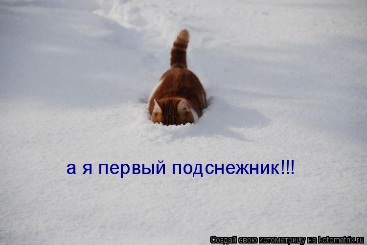 а я первый подснежник!!!... Котоматрица: а я первый подснежник!!!