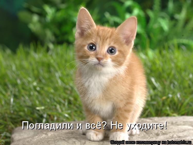 Погладили и всё? Не уходите!... Котоматрица: Погладили и всё? Не уходите!