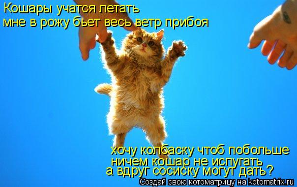 Кошары учатся летать мне в рожу бьет весь ветр прибоя хочу колбаску чтоб побольше ничем кошар не испу... Котоматрица: Кошары учатся летать мне в рожу бьет весь ветр прибоя хочу колбаску чтоб побольше ничем кошар не испугать а вдруг сосиску могут дать?