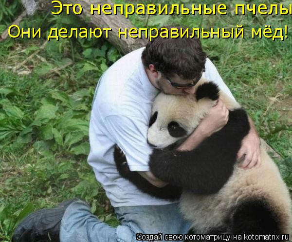 Это неправильные пчелы и они делают неправильный мед! Они делают неправильный мёд!... Котоматрица: Это неправильные пчелы и они делают неправильный мед! Они делают неправильный мёд!