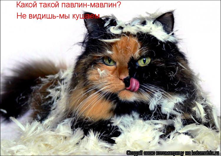 Какой такой павлин-мавлин? Не видишь-мы кушаем... Котоматрица: Какой такой павлин-мавлин? Не видишь-мы кушаем