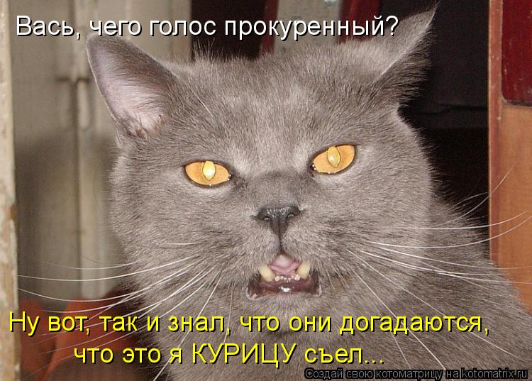Котоматрица: Вась, чего голос прокуренный? Ну вот, так и знал, что они догадаются, что это я КУРИЦУ съел...