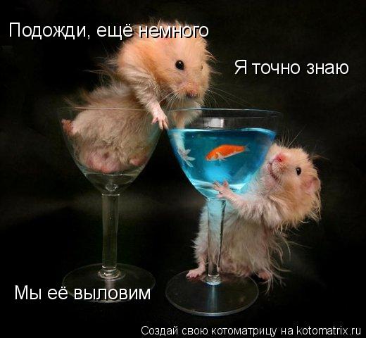 Подожди, ещё немного Я точно знаю Мы её выловим... Котоматрица: Подожди, ещё немного Я точно знаю Мы её выловим