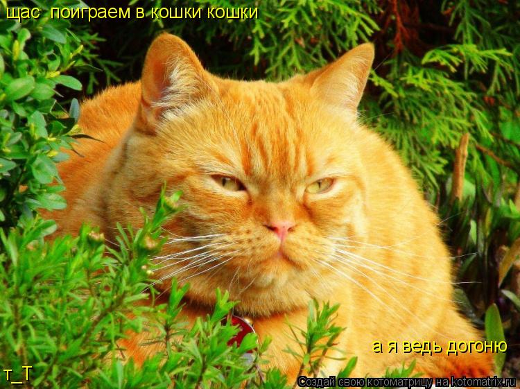 щас поиграем в кошки кошки а я ведь догоню т_Т... Котоматрица: щас поиграем в кошки кошки а я ведь догоню т_Т
