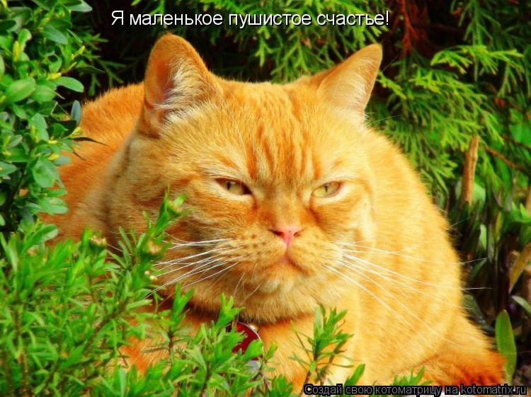 Я маленькое пушистое счастье!... Котоматрица: Я маленькое пушистое счастье!