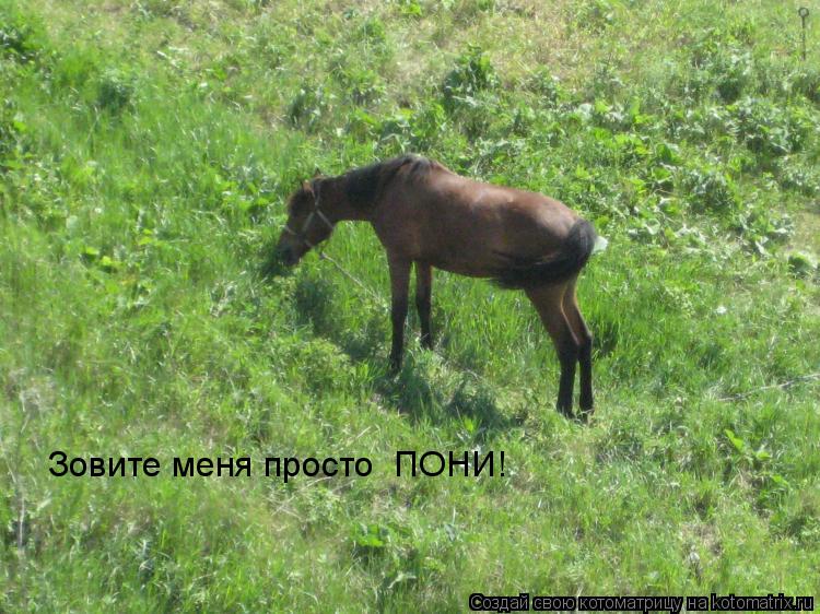 Зовите меня просто ПОНИ!... Котоматрица: Зовите меня просто ПОНИ!