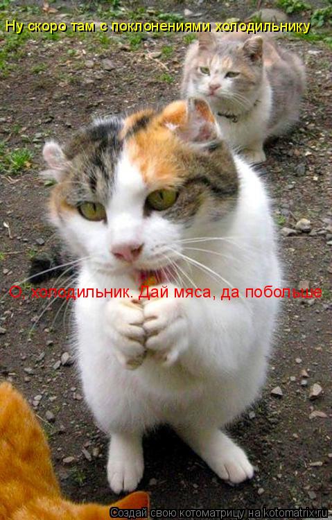 О, холодильник. Дай мяса, да побольше Ну скоро там с поклонениями холодильнику... Котоматрица: О, холодильник. Дай мяса, да побольше Ну скоро там с поклонениями холодильнику