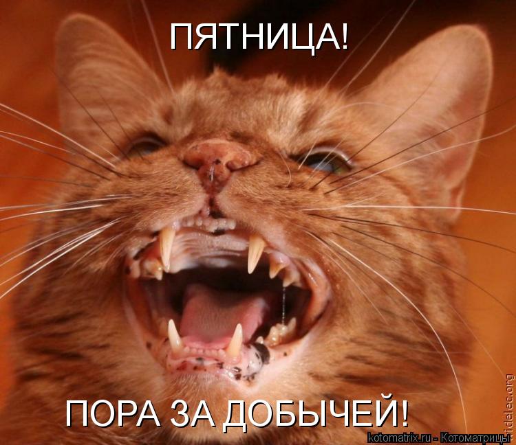 ПЯТНИЦА! ПОРА ЗА ДОБЫЧЕЙ!... Котоматрица: ПЯТНИЦА! ПОРА ЗА ДОБЫЧЕЙ!