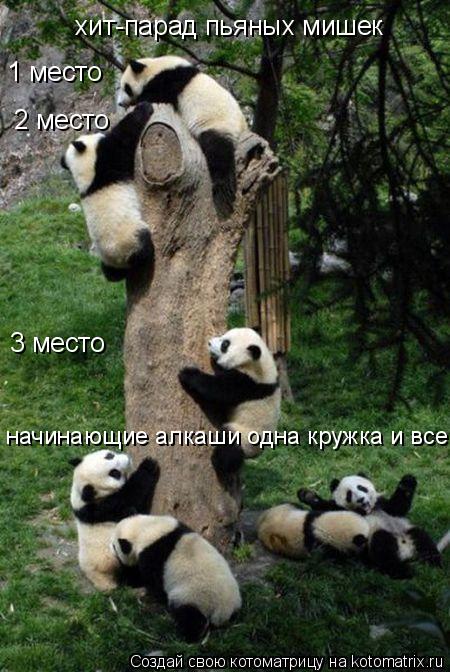хит-парад пьяных мишек 1 место 2 место 3 место начинающие алкаши одна кружка и все... Котоматрица: хит-парад пьяных мишек 1 место 2 место 3 место начинающие алкаши одна кружка и все