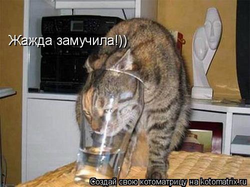 Жажда замучила!))... Котоматрица: Жажда замучила!))