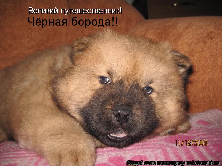 Великий путешественник! Чёрная борода!!... Котоматрица: Великий путешественник! Чёрная борода!!