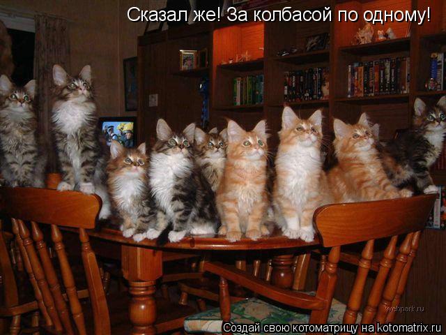 Сказал же! За колбасой по одному!... Котоматрица: Сказал же! За колбасой по одному!