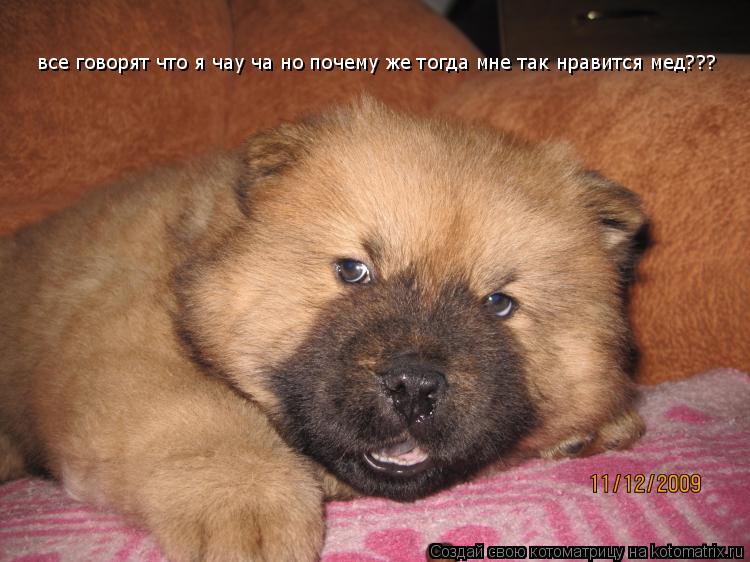 все говорят что я чау ча но почему же тогда мне так нравится мед???... Котоматрица: все говорят что я чау ча но почему же тогда мне так нравится мед???
