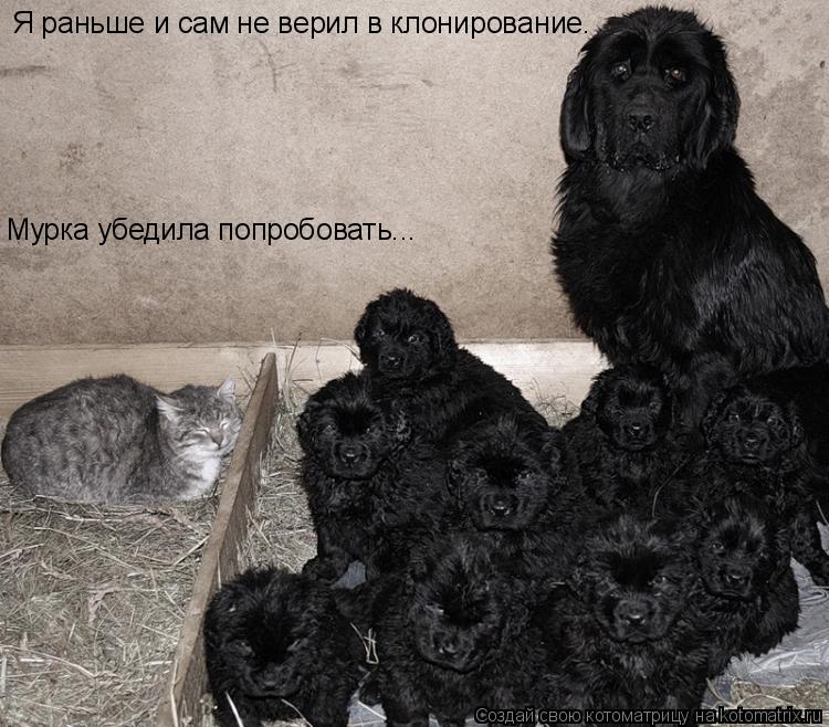 Я раньше и сам не верил в клонирование. Мурка убедила попробовать...... Котоматрица: Я раньше и сам не верил в клонирование. Мурка убедила попробовать...