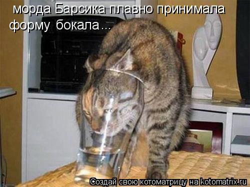 морда Барсика плавно принимала форму бокала ...... Котоматрица: морда Барсика плавно принимала форму бокала ...