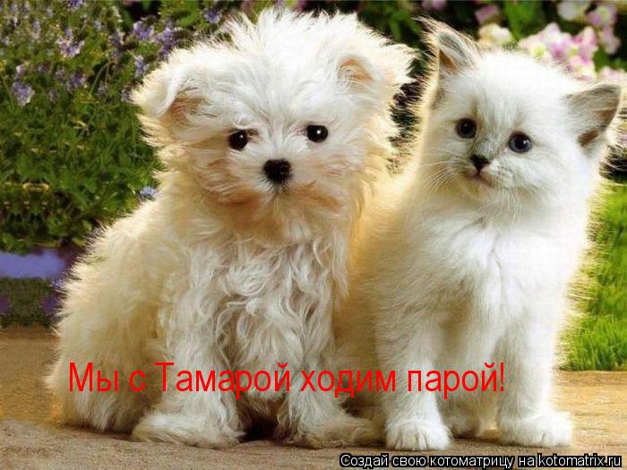 Мы с Тамарой ходим парой!... Котоматрица: Мы с Тамарой ходим парой!