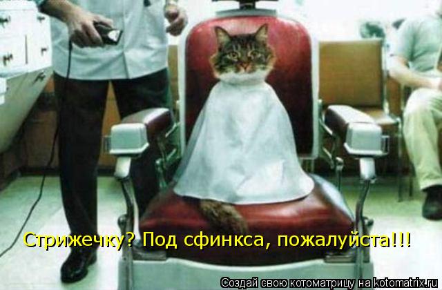 Стрижечку? Под сфинкса, пожалуйста!!!... Котоматрица: Стрижечку? Под сфинкса, пожалуйста!!!