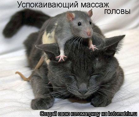 Успокаивающий массаж головы... Котоматрица: Успокаивающий массаж головы