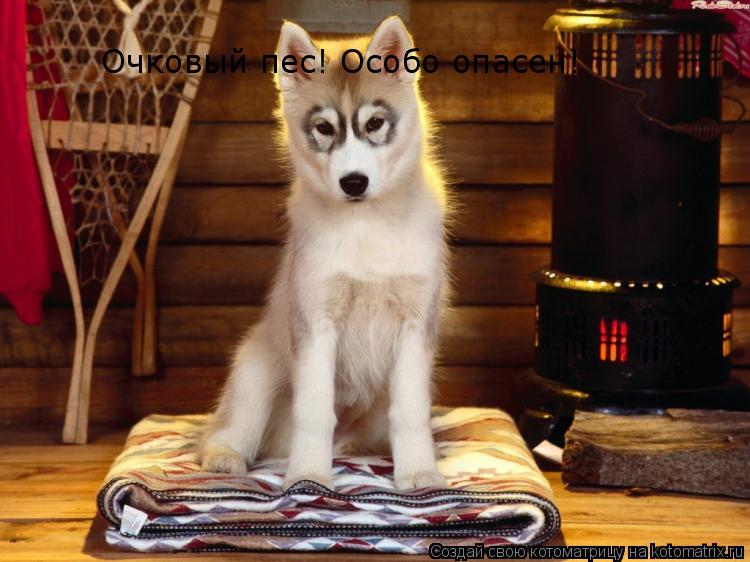 Очковый пес! Особо опасен!... Котоматрица: Очковый пес! Особо опасен!