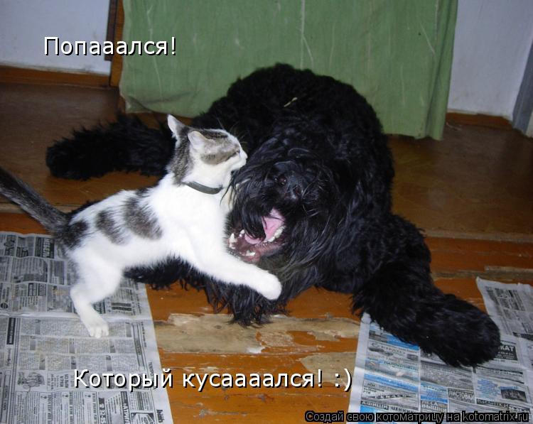 Попааался! Который кусаааался! :)... Котоматрица: Попааался! Который кусаааался! :)