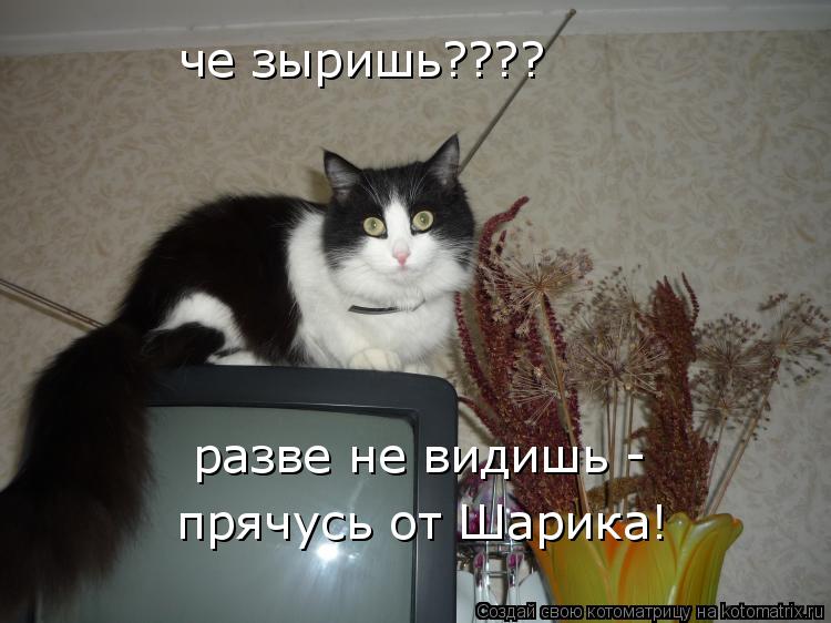 че зыришь???? разве не видишь - прячусь от Шарика!... Котоматрица: че зыришь???? разве не видишь - прячусь от Шарика!