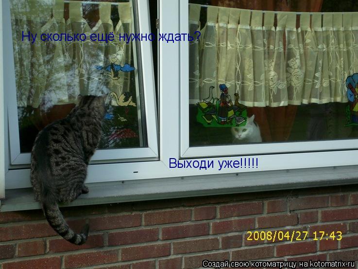 Ну сколько ещё нужно ждать? Выходи уже!!!!!... Котоматрица: Ну сколько ещё нужно ждать? Выходи уже!!!!!