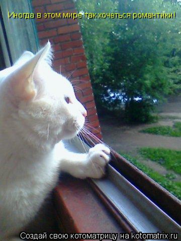 Иногда в этом мире так хочеться романтики!... Котоматрица: Иногда в этом мире так хочеться романтики!