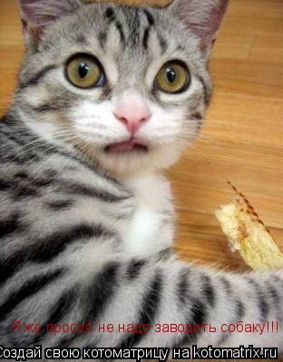 Я же просил не надо заводить собаку!!!... Котоматрица: Я же просил не надо заводить собаку!!!