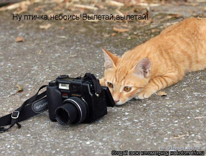 Ну птичка,небоись!Вылетай,вылетай!... Котоматрица: Ну птичка,небоись!Вылетай,вылетай!