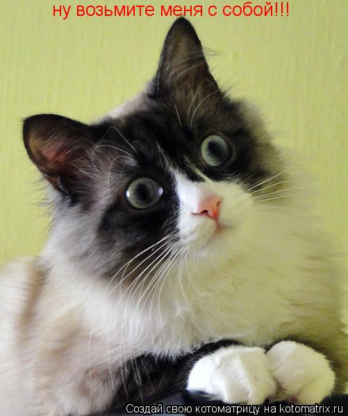 ну возьмите меня с собой!!!... Котоматрица: ну возьмите меня с собой!!!