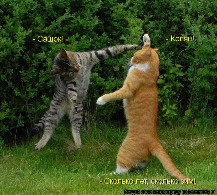 - Колян! - Сашок! - Сколько лет, сколько зим!... Котоматрица: - Колян! - Сашок! - Сколько лет, сколько зим!
