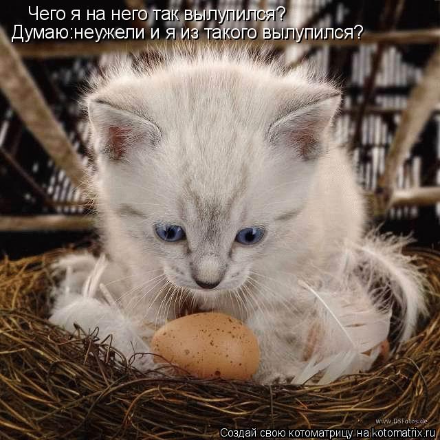 Чего я на него так вылупился? Думаю:неужели и я из такого вылупился?... Котоматрица: Чего я на него так вылупился? Думаю:неужели и я из такого вылупился?