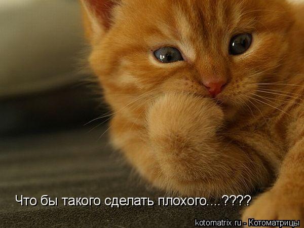 Что бы такого сделать плохого....????... Котоматрица: Что бы такого сделать плохого....????