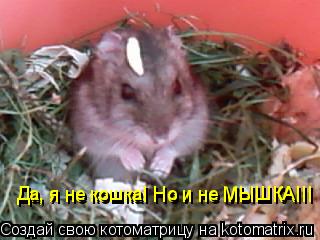Да, я не кошка! Но и не МЫШКА!!! Да, я не кошка! Но и не МЫШКА!!!... Котоматрица: Да, я не кошка! Но и не МЫШКА!!! Да, я не кошка! Но и не МЫШКА!!!