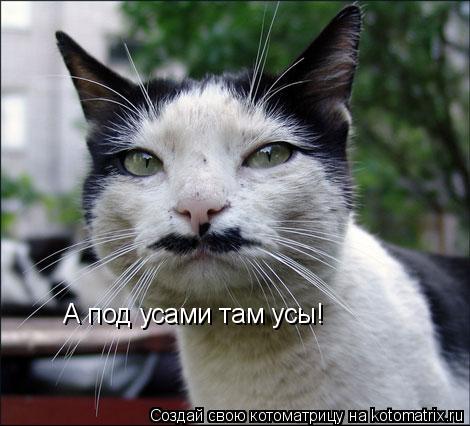 А под усами там усы!... Котоматрица: А под усами там усы!