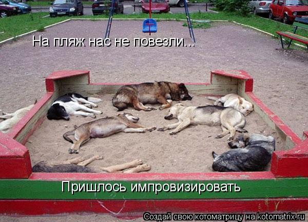 На пляж нас не повезли... Пришлось импровизировать... Котоматрица: На пляж нас не повезли... Пришлось импровизировать