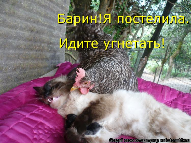 Барин!Я постелила.Идите угнетать! Идите угнетать!... Котоматрица: Барин!Я постелила.Идите угнетать! Идите угнетать!