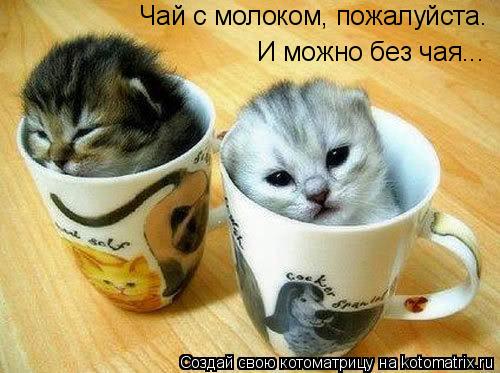 Чай с молоком, пожалуйста. И можно без чая...... Котоматрица: Чай с молоком, пожалуйста. И можно без чая...