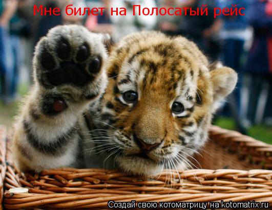 Мне билет на Полосатый рейс... Котоматрица: Мне билет на Полосатый рейс