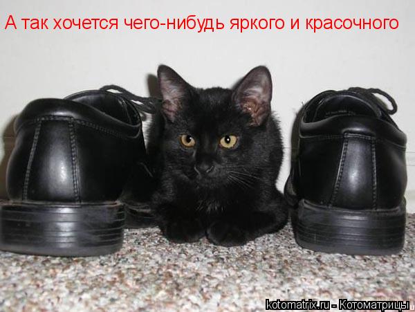 А так хочется чего-нибудь яркого и красочного... Котоматрица: А так хочется чего-нибудь яркого и красочного