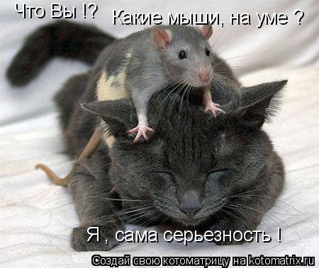 Я , сама серьезность ! Что Вы !? Какие мыши, на уме ?... Котоматрица: Я , сама серьезность ! Что Вы !? Какие мыши, на уме ?