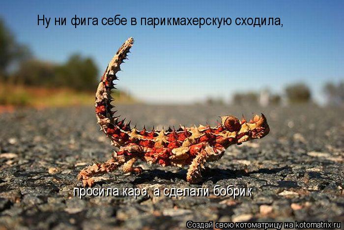 Ну ни фига себе в парикмахерскую сходила, просила карэ, а сделали бобрик... Котоматрица: Ну ни фига себе в парикмахерскую сходила, просила карэ, а сделали бобрик