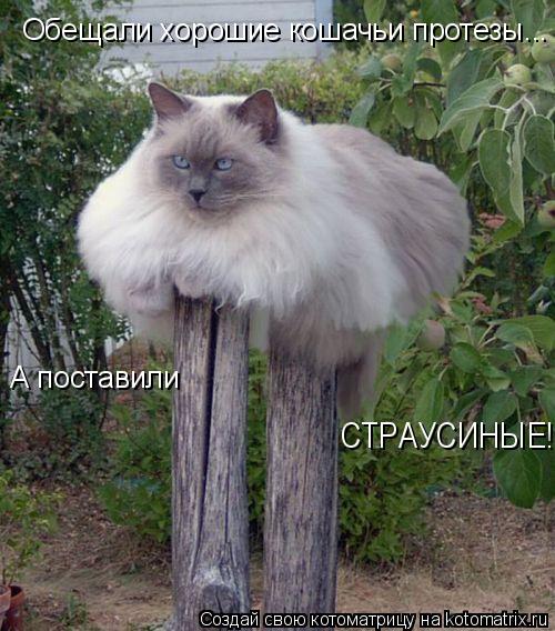 Обещали хорошие кошачьи протезы... СТРАУСИНЫЕ!!! А поставили... Котоматрица: Обещали хорошие кошачьи протезы... СТРАУСИНЫЕ!!! А поставили