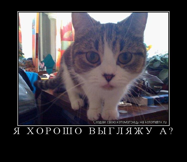 Я хорошо выгляжу а? ... Котоматрица: Я хорошо выгляжу а?