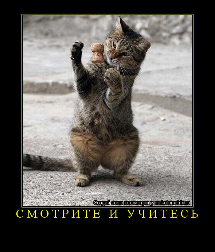 Смотрите и учитесь ... Котоматрица: Смотрите и учитесь