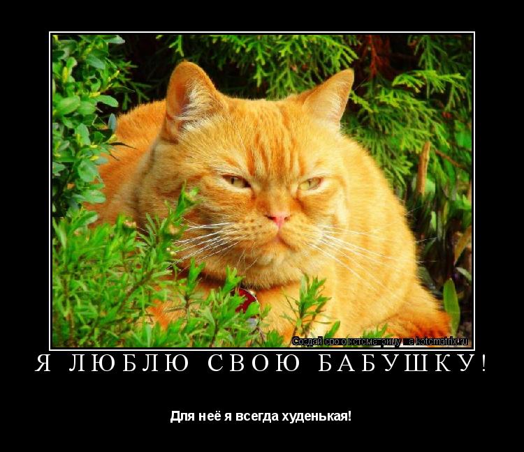 Я люблю свою бабушку! Для неё я всегда худенькая!... Котоматрица: Я люблю свою бабушку! Для неё я всегда худенькая!