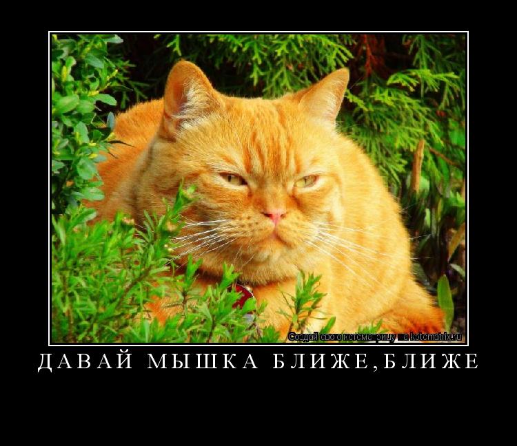 Давай мышка ближе,ближе ... Котоматрица: Давай мышка ближе,ближе