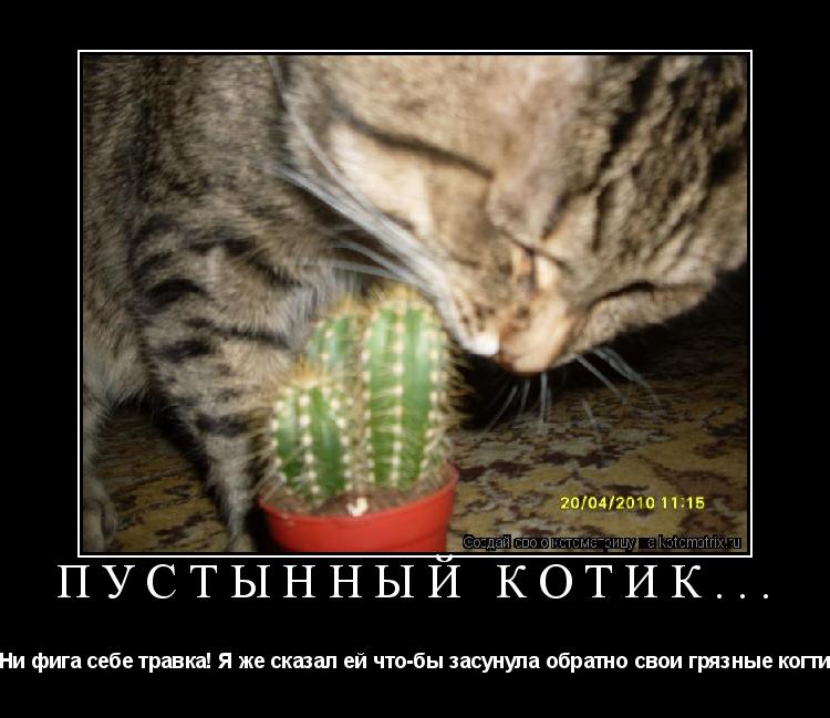 Пустынный котик... -Ни фига себе травка! Я же сказал ей что-бы засунула обратно свои грязные когти!... Котоматрица: Пустынный котик... -Ни фига себе травка! Я же сказал ей что-бы засунула обратно свои грязные когти!