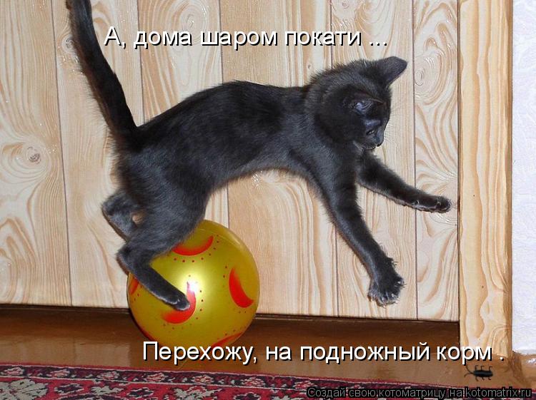 А, дома шаром покати ... Перехожу, на подножный корм .... Котоматрица: А, дома шаром покати ... Перехожу, на подножный корм .