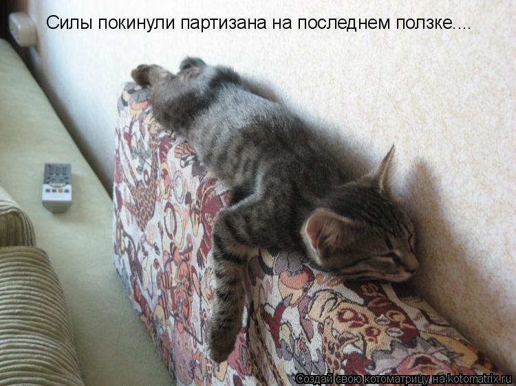 Силы покинули партизана на последнем ползке....... Котоматрица: Силы покинули партизана на последнем ползке....